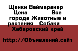 Щенки Веймаранер › Цена ­ 40 000 - Все города Животные и растения » Собаки   . Хабаровский край